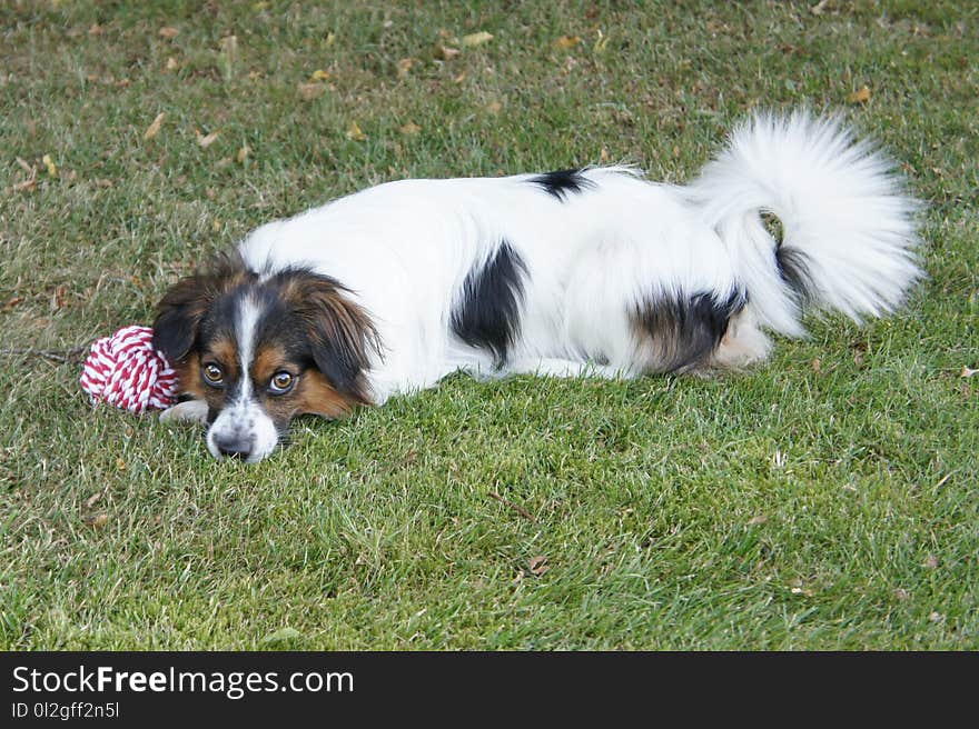 Dog, Dog Breed, Dog Breed Group, Dog Like Mammal