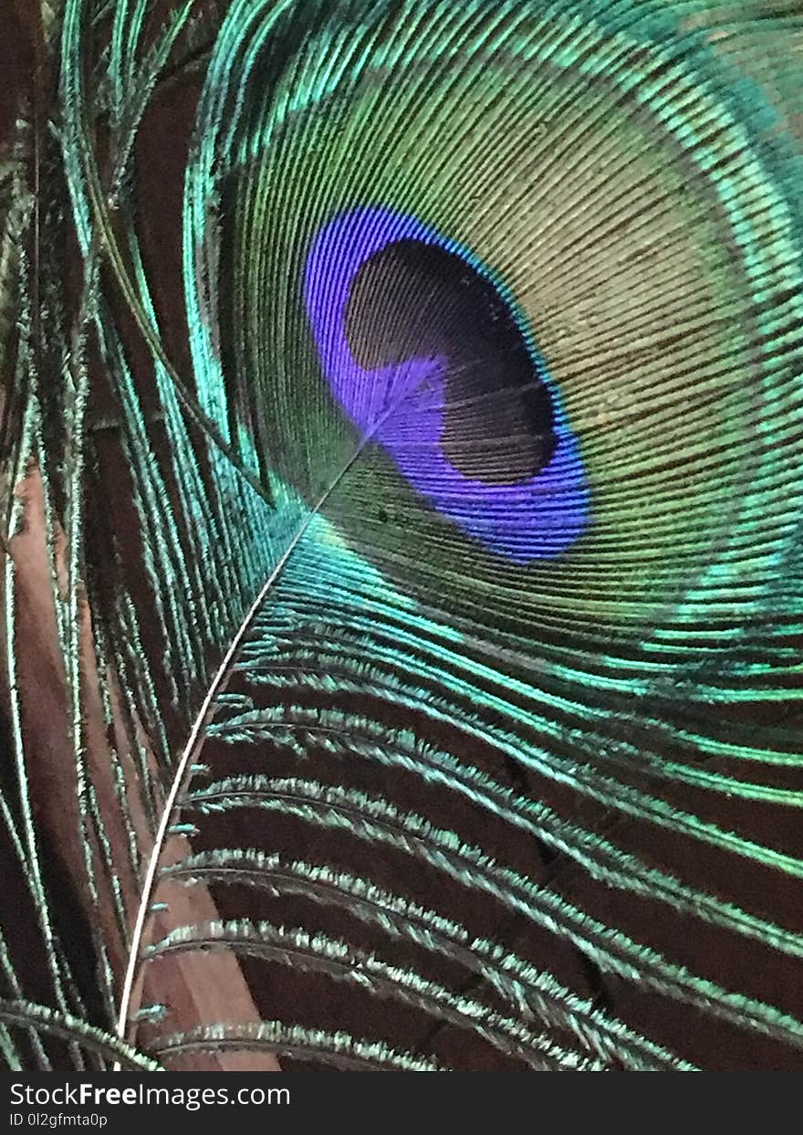 Feather, Peafowl, Close Up, Organism