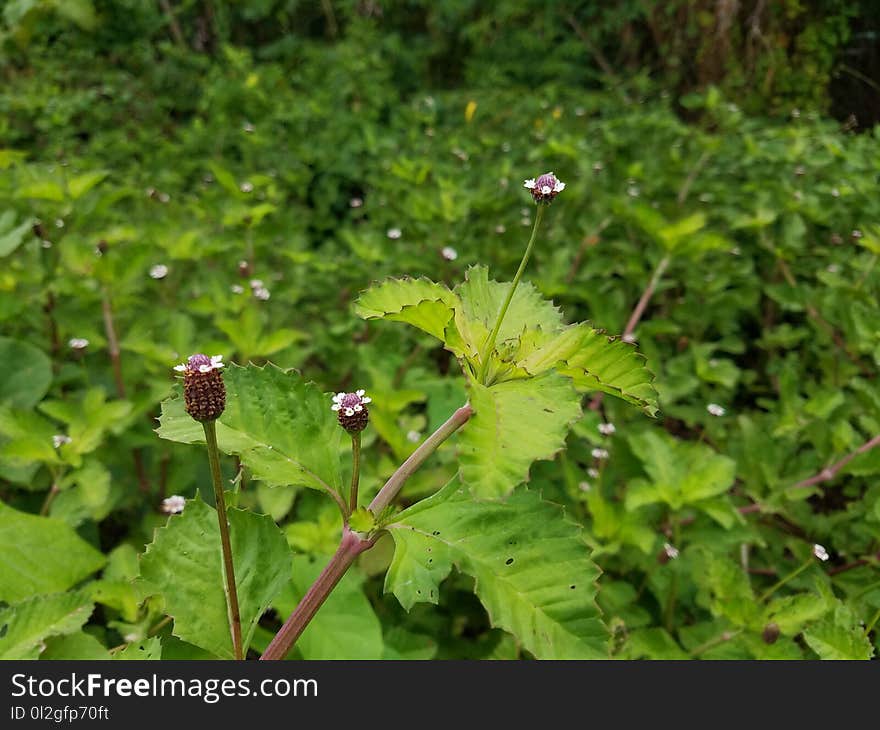 Plant, Flora, Flower, Flowering Plant