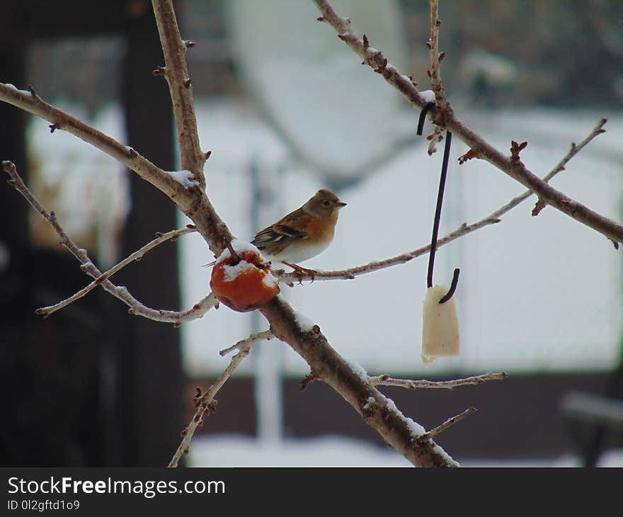 Bird, Fauna, Branch, Beak