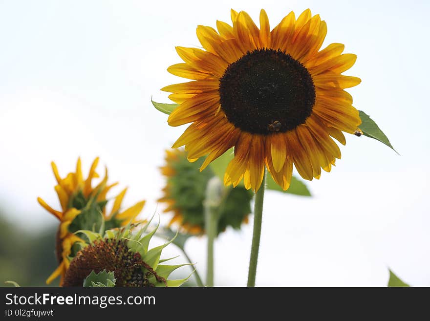 Flower, Sunflower, Sunflower Seed, Flowering Plant