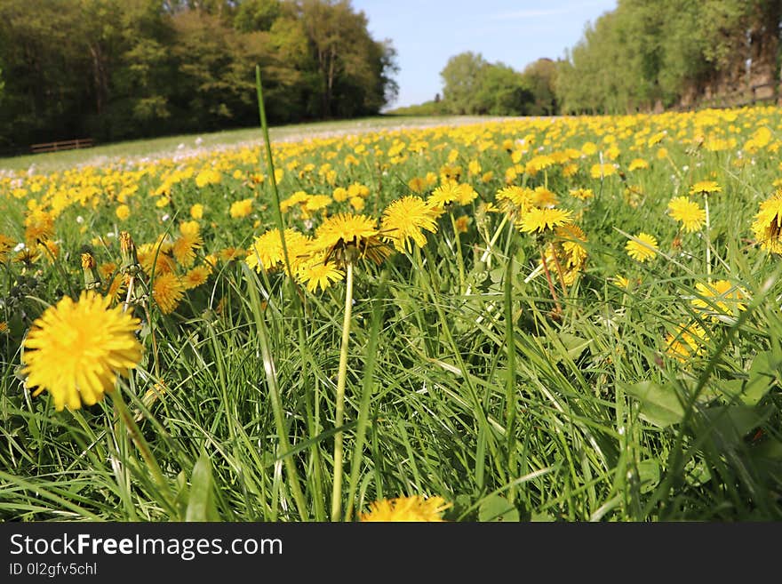 Flower, Yellow, Field, Meadow