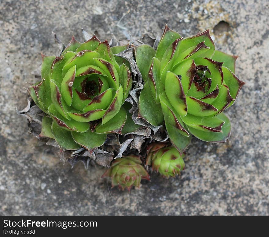 Plant, Flora, Flower, Stonecrop Family