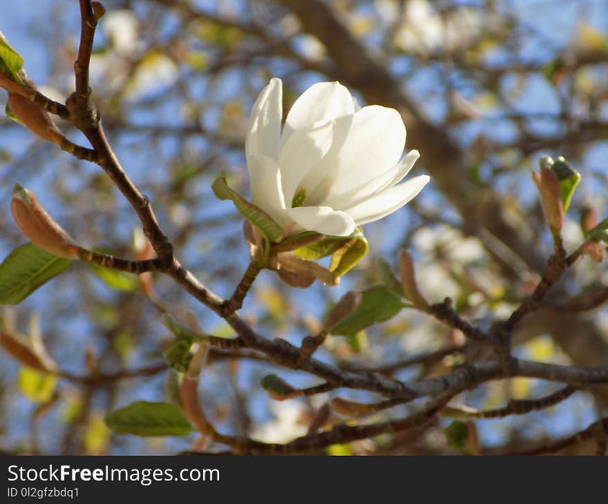 Flower, Plant, Flora, Spring