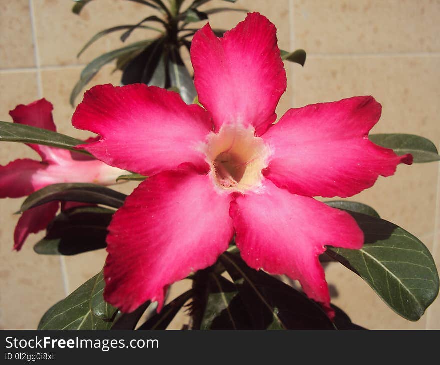 Flower, Plant, Pink, Flowering Plant