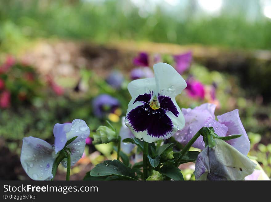 Flower, Plant, Flora, Flowering Plant