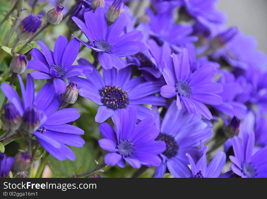 Flower, Blue, Plant, Purple