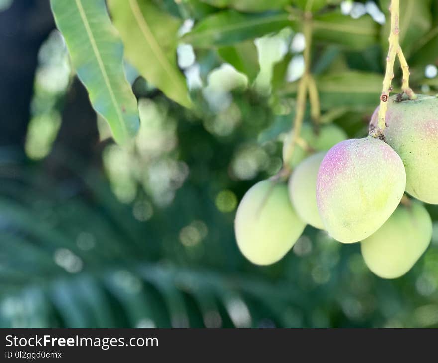 Fruit, Fruit Tree, Branch, Produce