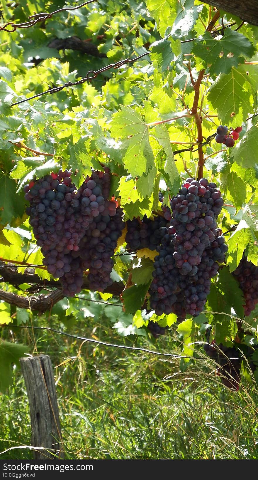 Grape, Grapevine Family, Fruit, Vitis