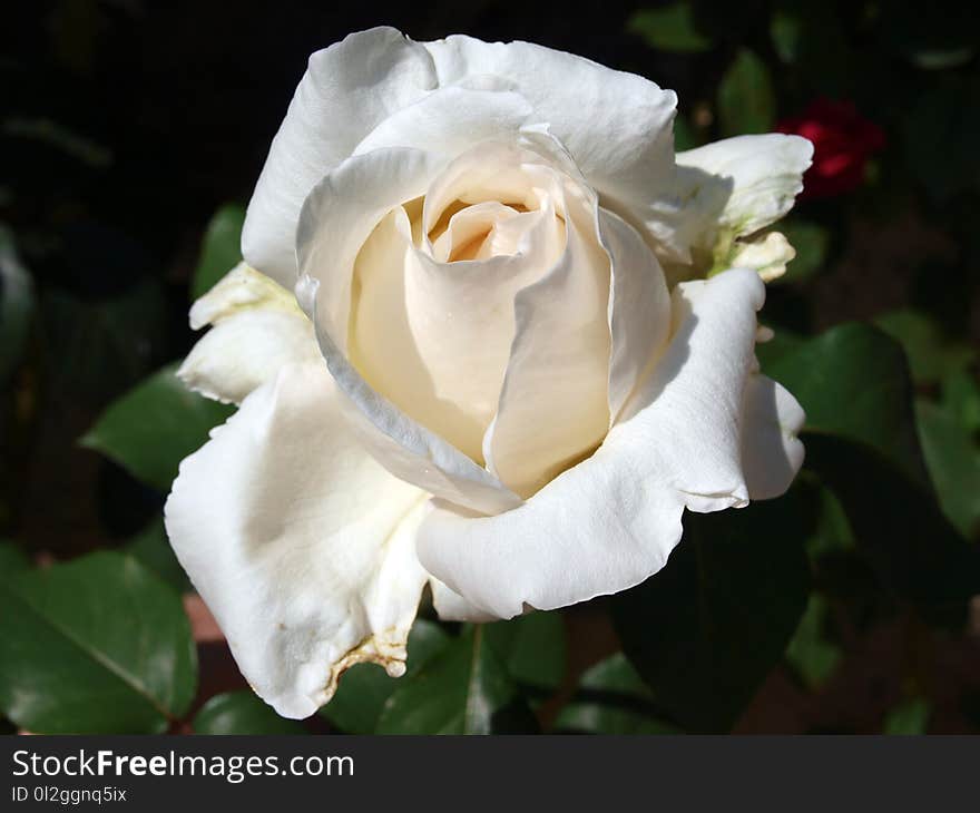 Rose, Flower, Rose Family, White