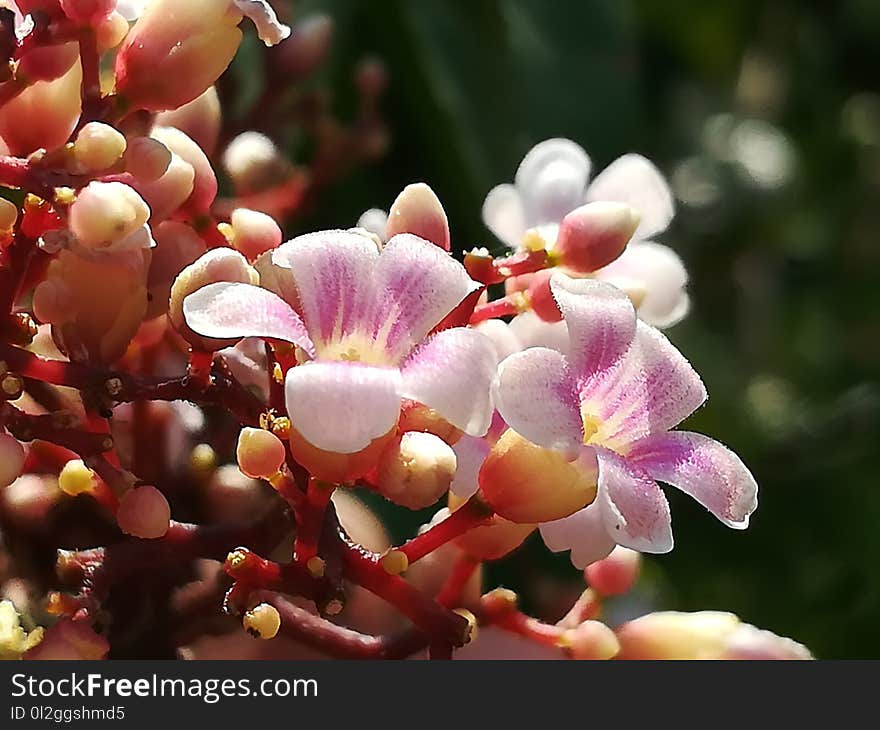 Pink, Flora, Plant, Flower