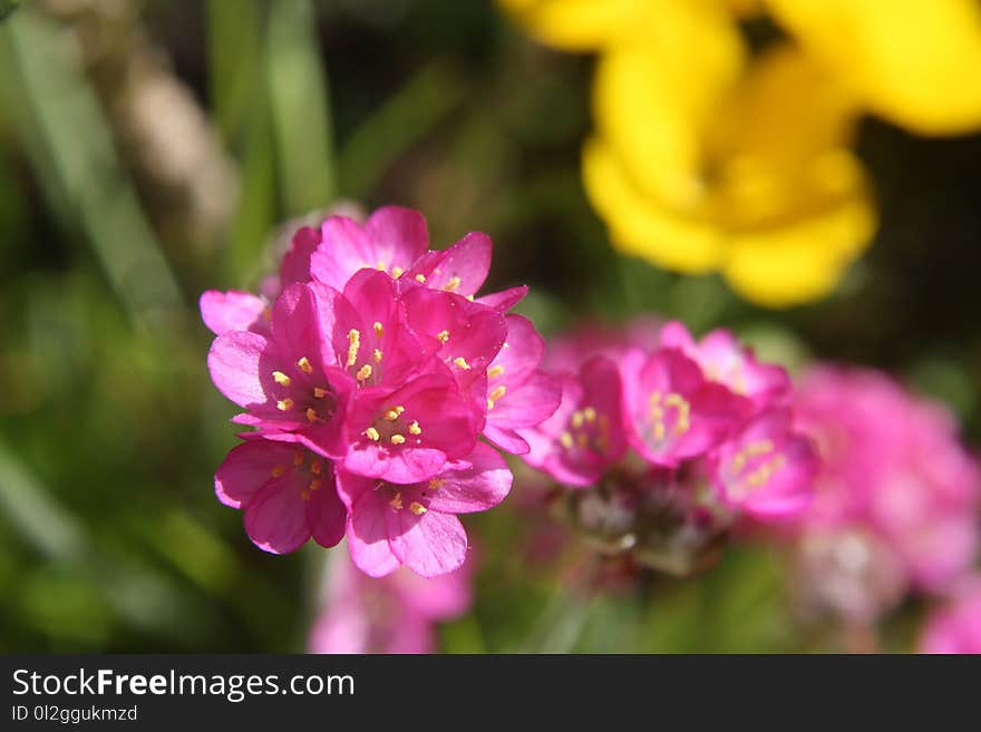 Flower, Pink, Flora, Wildflower