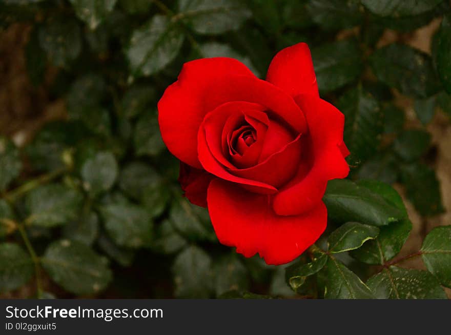 Rose, Flower, Rose Family, Red