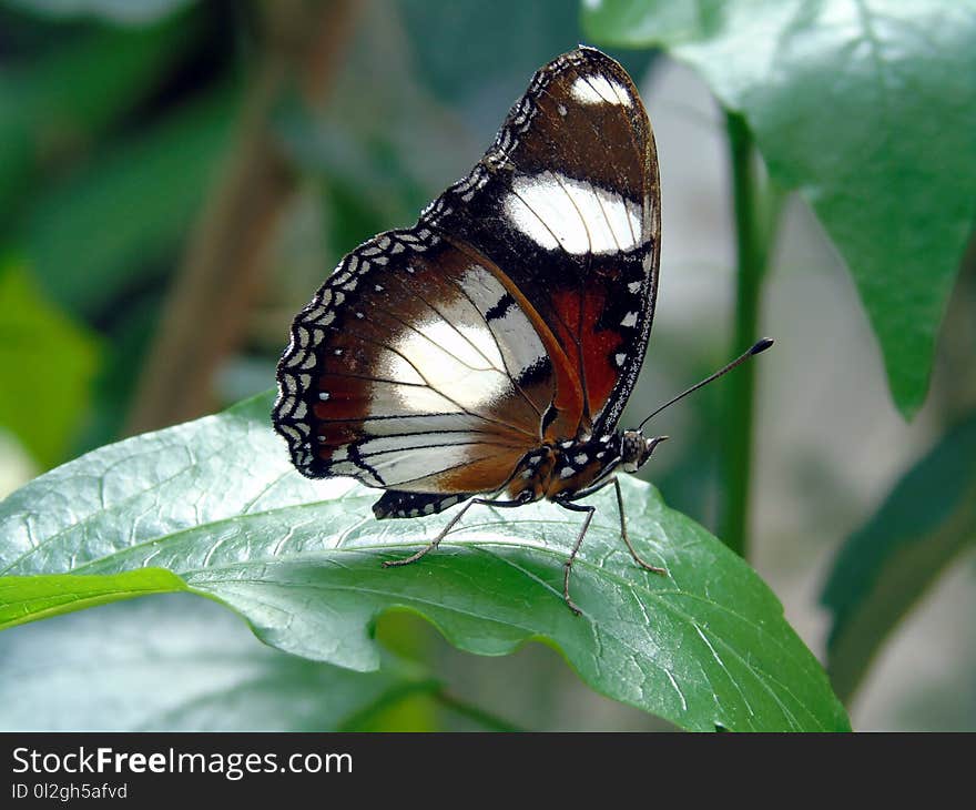 Butterfly, Insect, Moths And Butterflies, Brush Footed Butterfly