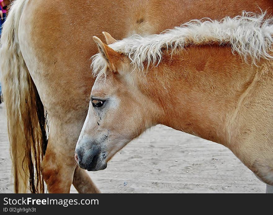 Horse, Mane, Fauna, Horse Like Mammal