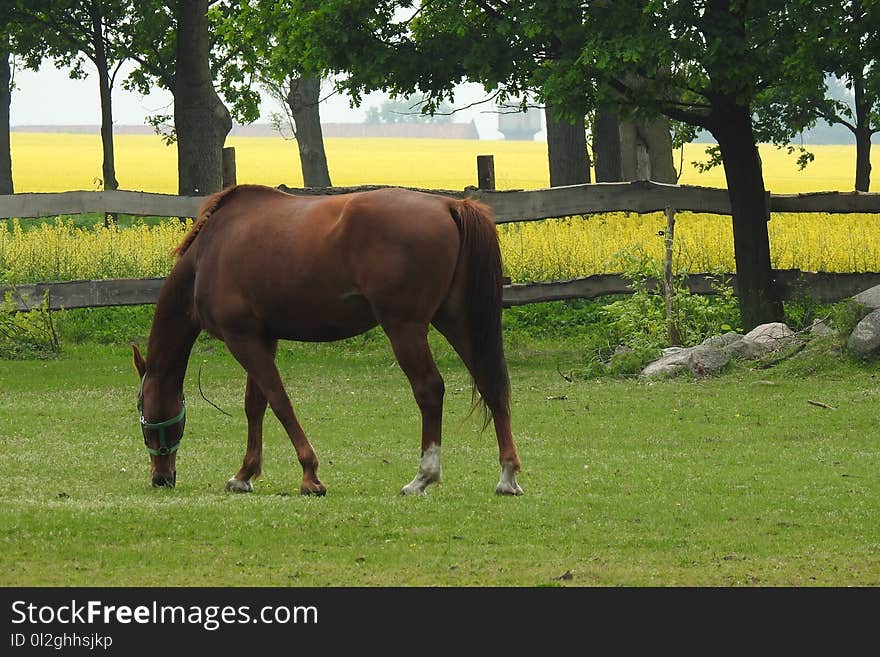 Horse, Pasture, Grazing, Grass