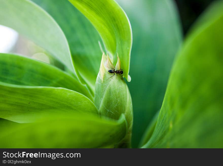 Green, Leaf, Vegetation, Plant