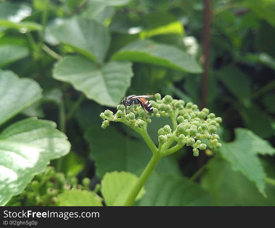 Insect, Herb, Parsley Family, Plant