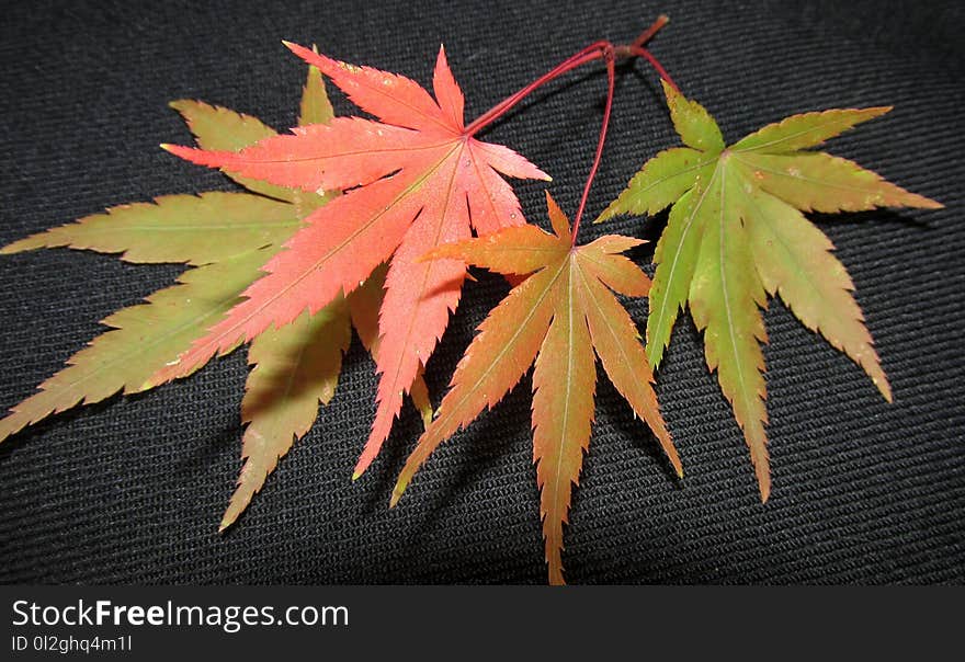 Leaf, Plant, Maple Leaf, Tree