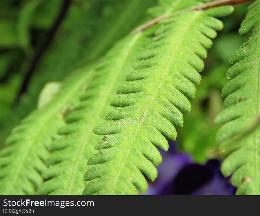 Vegetation, Leaf, Plant, Ostrich Fern