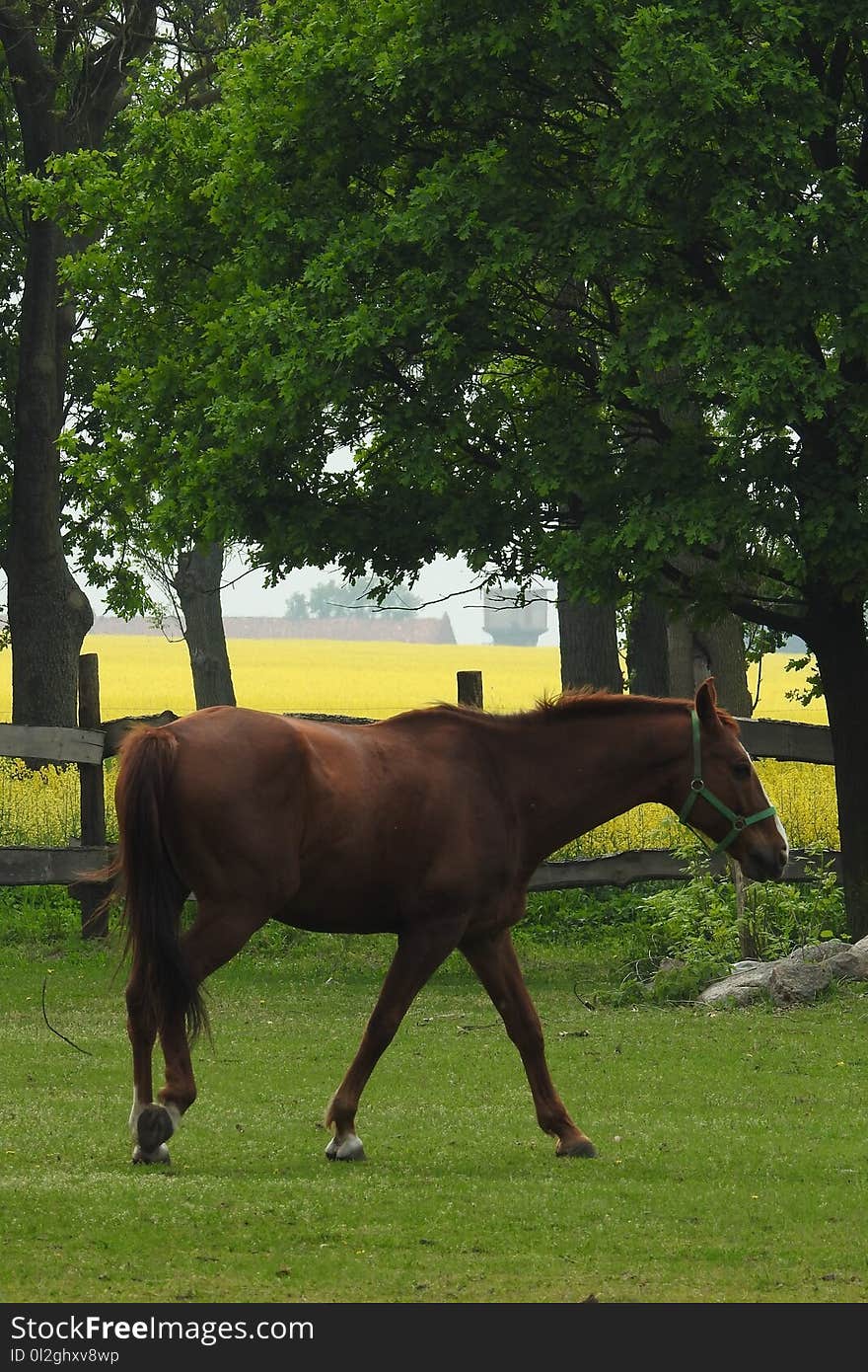 Horse, Tree, Pasture, Woody Plant