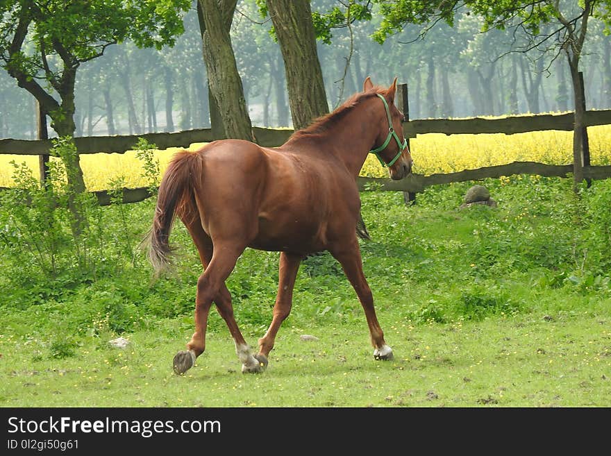 Horse, Pasture, Mare, Stallion