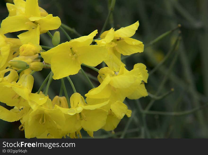 Flower, Yellow, Plant, Flora