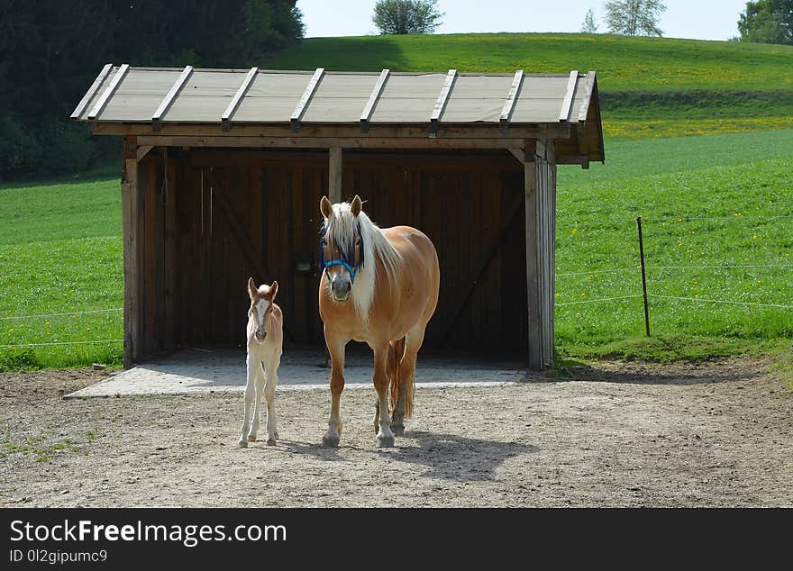 Horse, Mare, Pasture, Foal