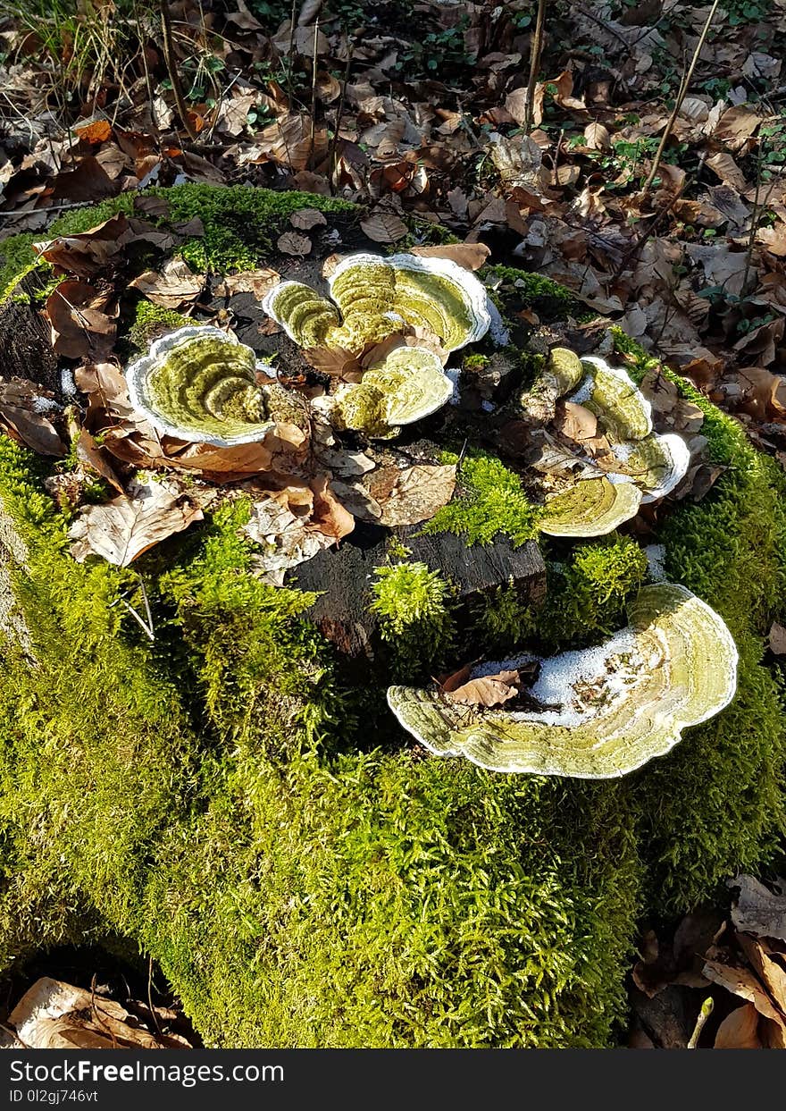 Fungus, Non Vascular Land Plant, Medicinal Mushroom, Plant