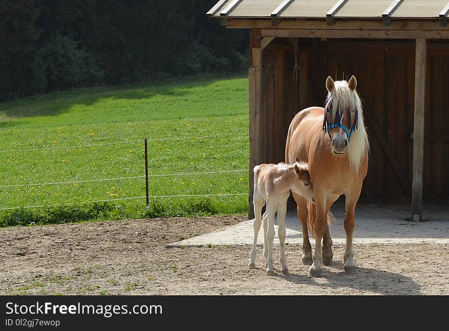 Horse, Horse Like Mammal, Mare, Pasture