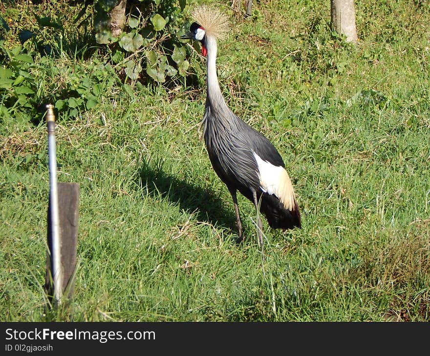 Bird, Crane Like Bird, Fauna, Nature Reserve