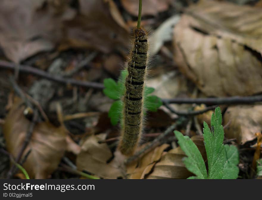 Flora, Leaf, Larva, Caterpillar