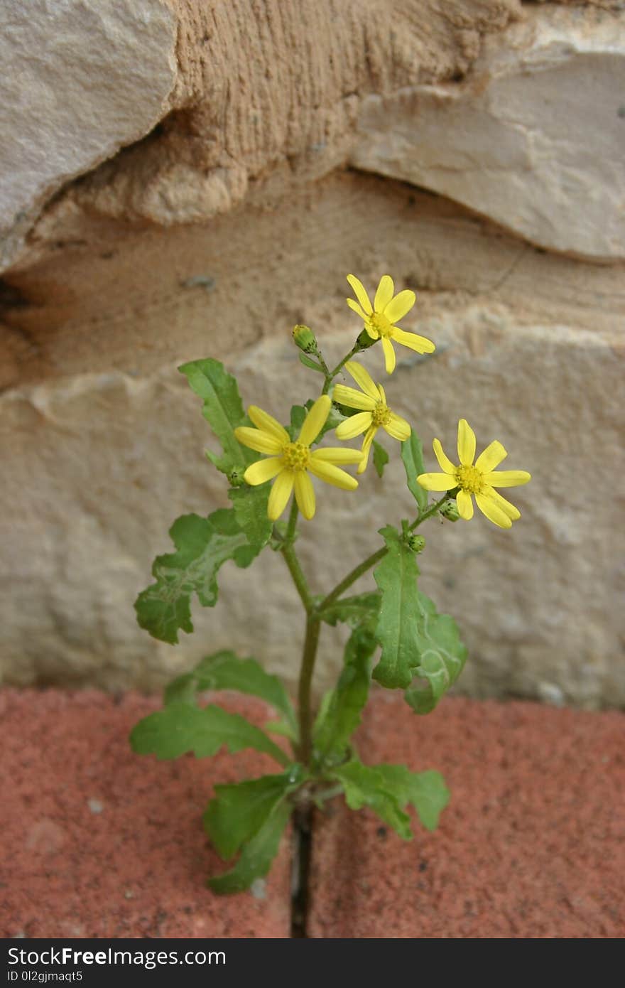 Plant, Flower, Flora, Subshrub