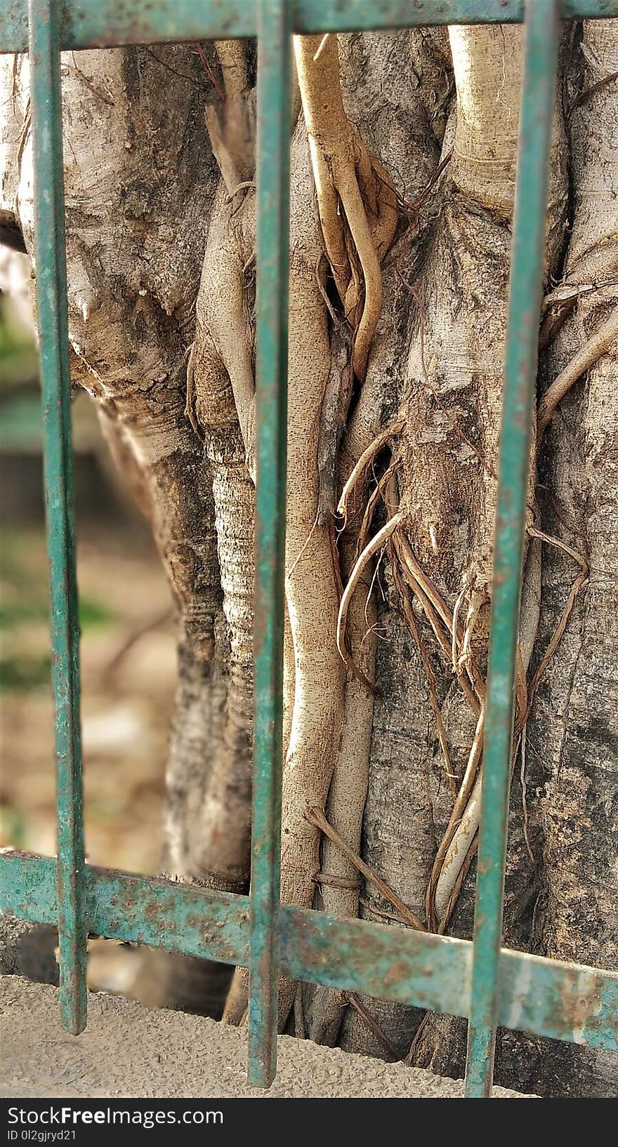 Fauna, Tree, Zoo, Trunk