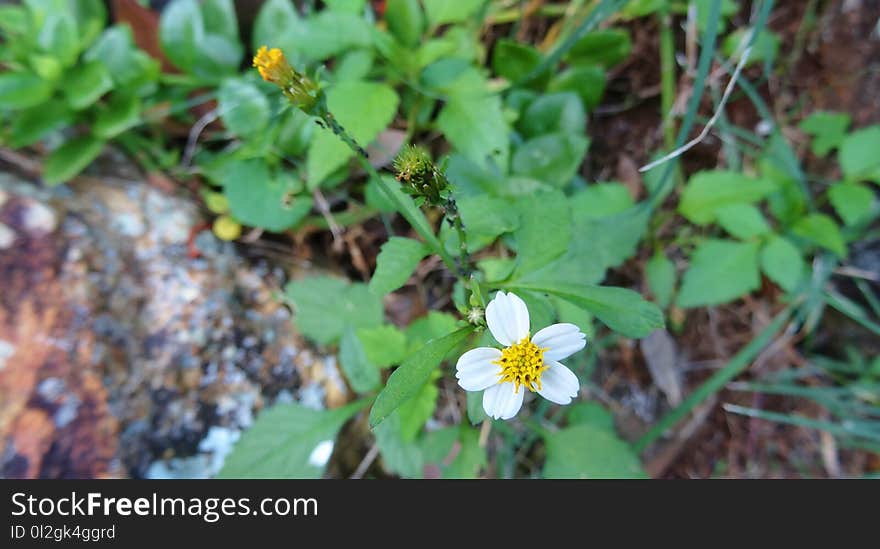 Plant, Flora, Flower, Flowering Plant