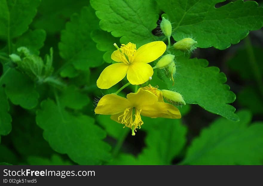 Flower, Flora, Chelidonium, Plant