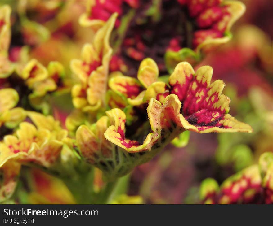 Flower, Plant, Flora, Flowering Plant