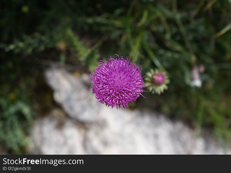 Flower, Flora, Plant, Thistle