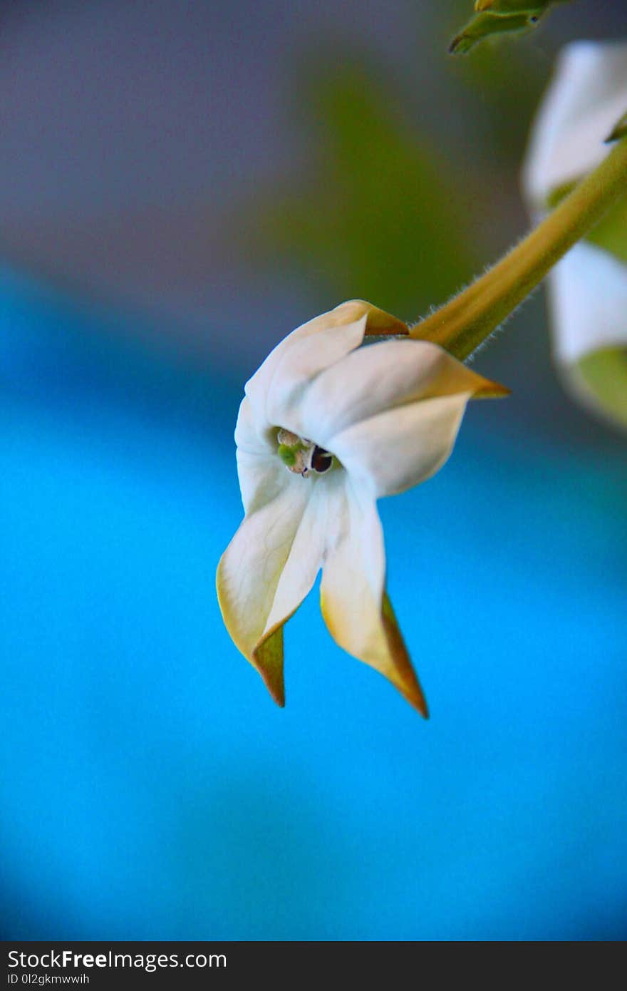 Flower, White, Flora, Plant