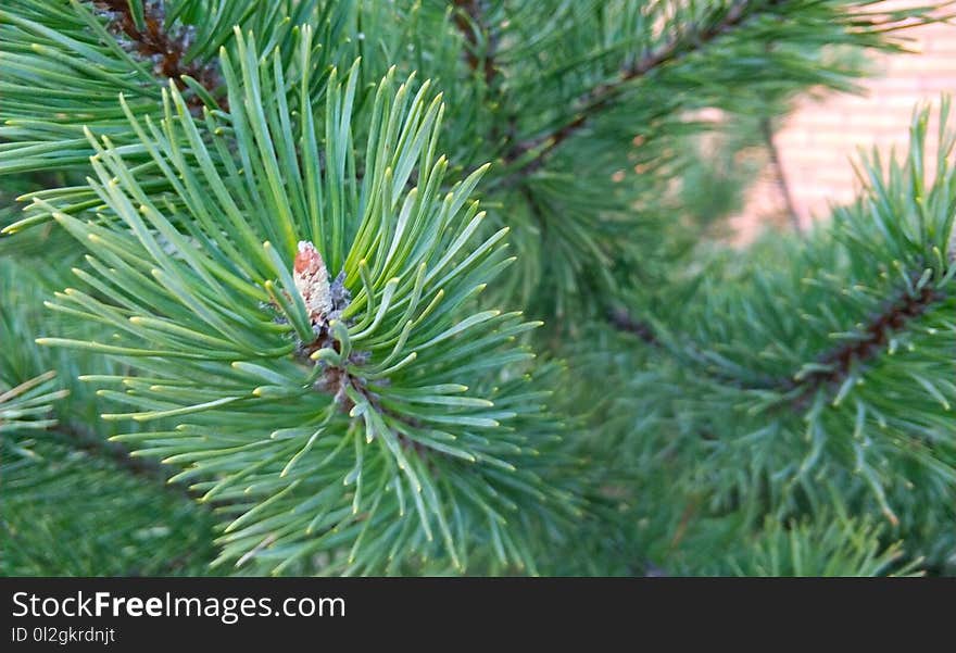 Pine Family, Tree, Pine, Conifer