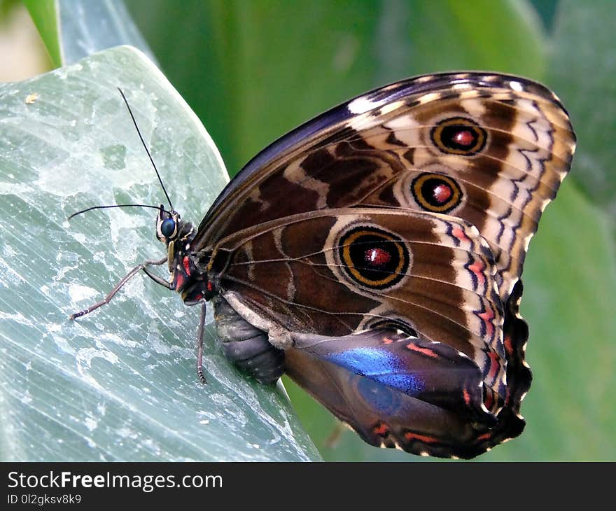 Butterfly, Moths And Butterflies, Insect, Invertebrate