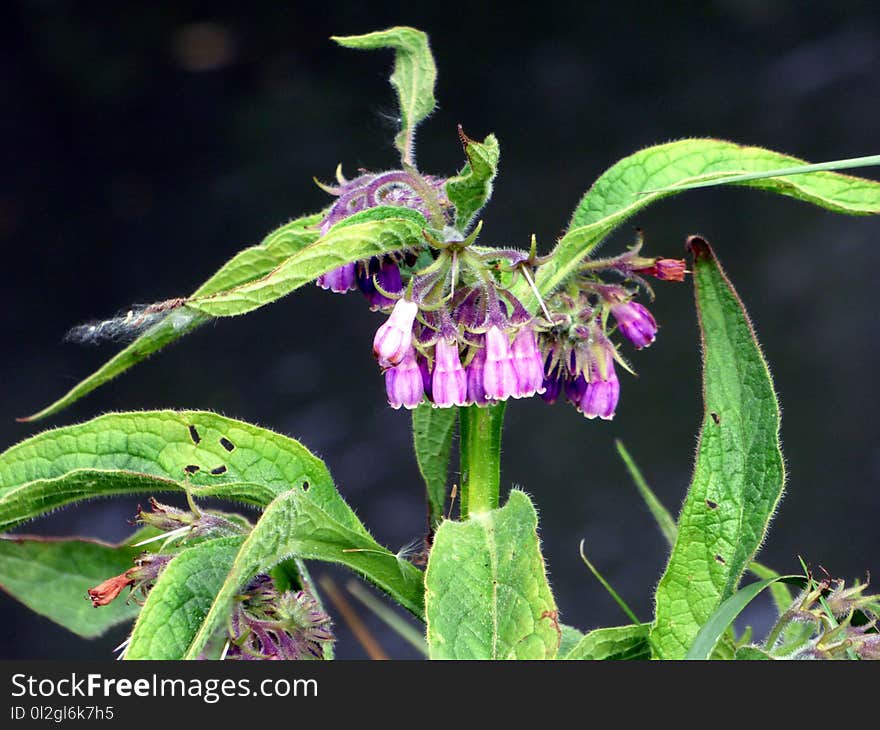 Plant, Flora, Leaf, Comfrey