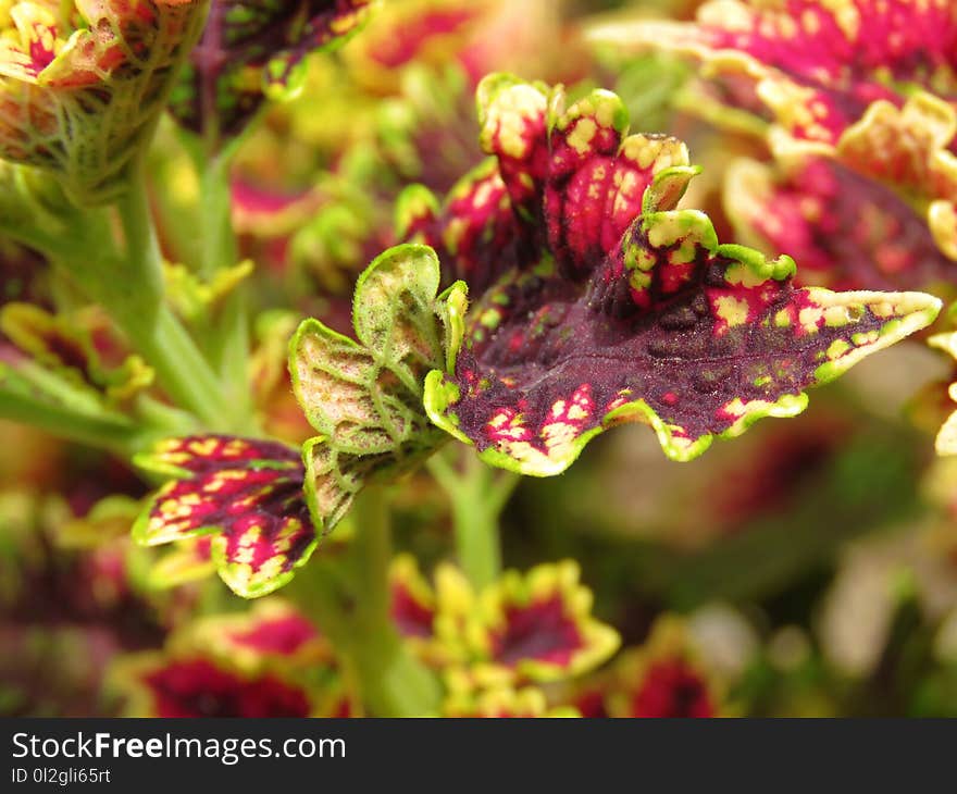 Flower, Plant, Flora, Spring