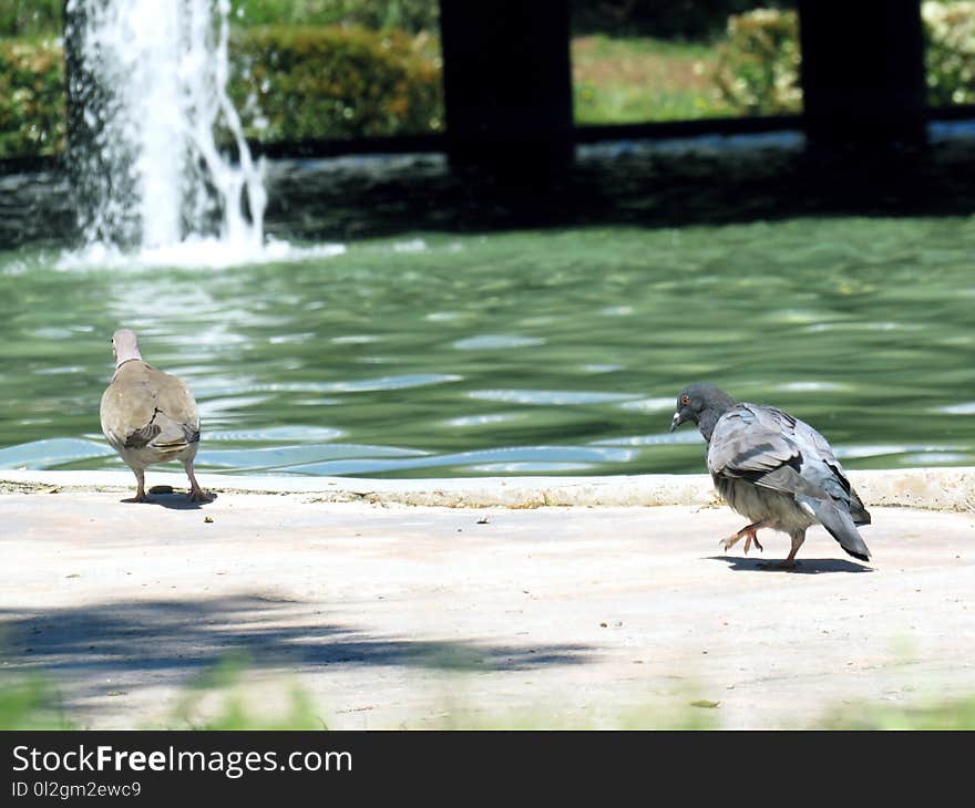 Bird, Water, Fauna, Water Bird