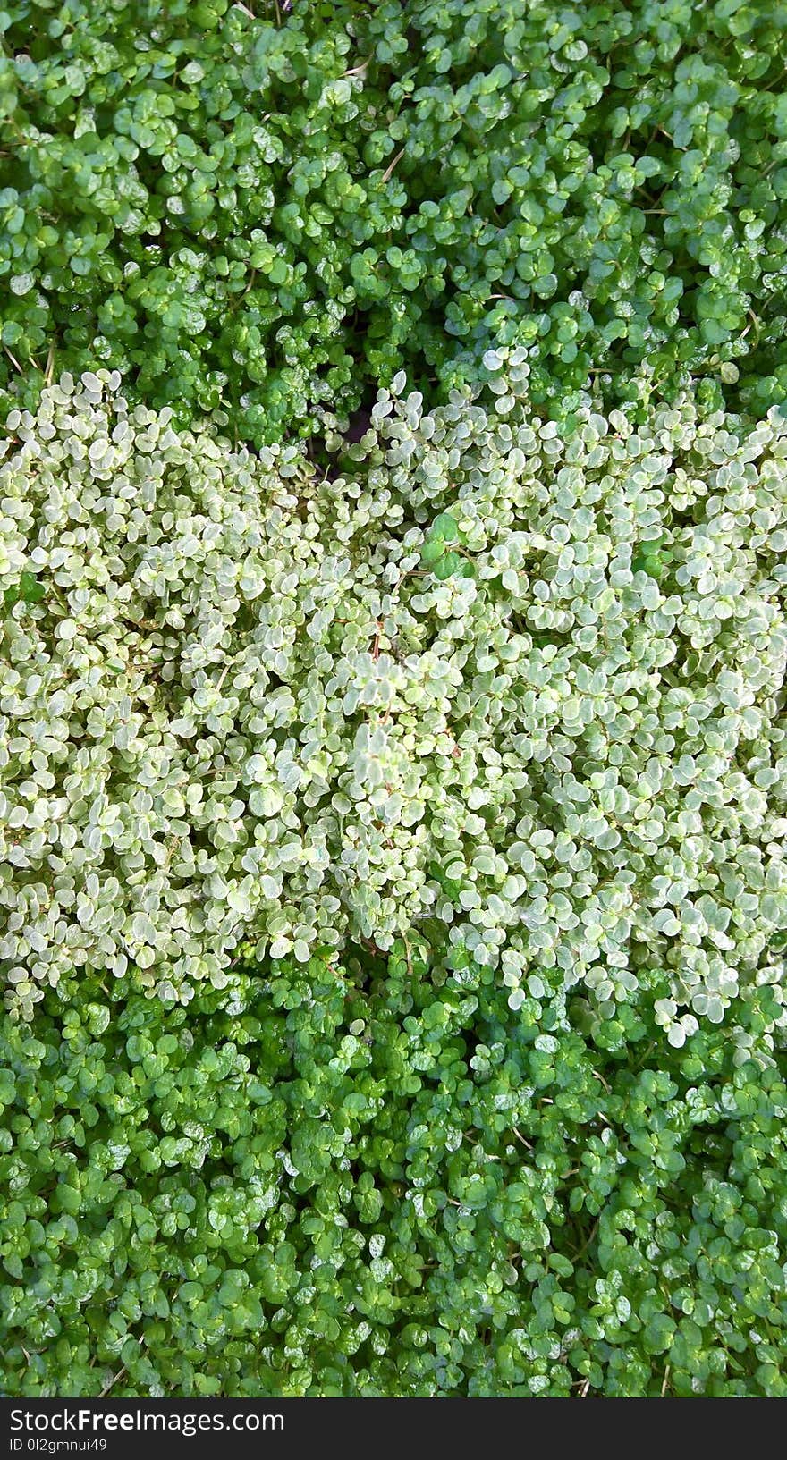 Plant, Groundcover, Grass, Shrub