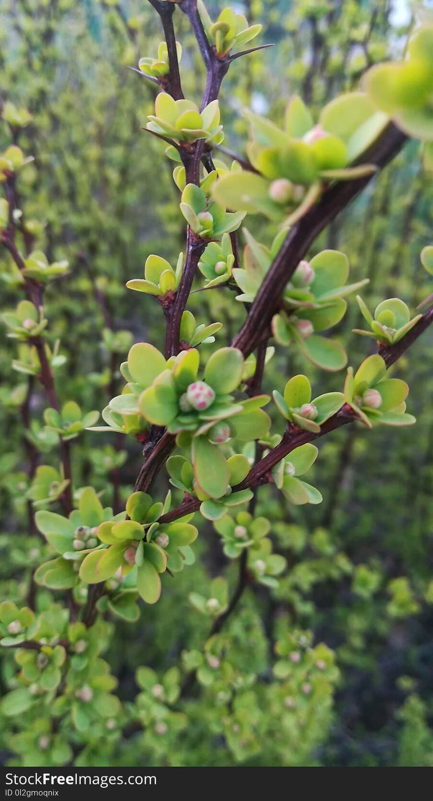 Plant, Vegetation, Flora, Branch