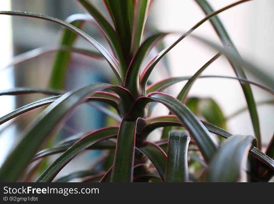 Plant, Flora, Leaf, Plant Stem