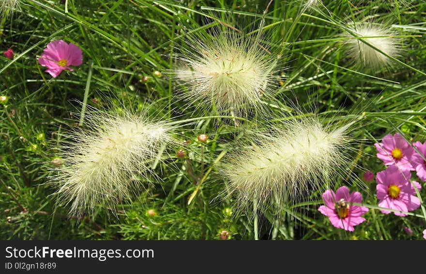 Plant, Flower, Flora, Grass