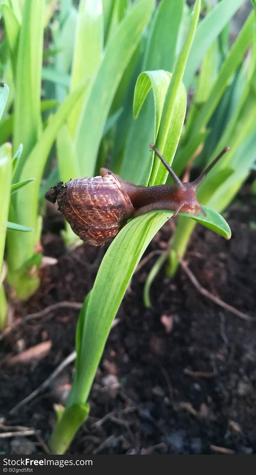 Plant, Fritillaria, Leaf, Grass Family