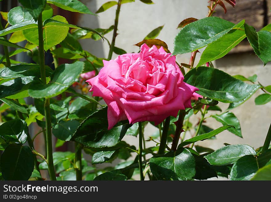 Flower, Rose, Plant, Rose Family